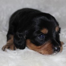 Black and Tan Female - Black and tan female Dachshund puppy in Lily, Kentucky from Little Acres Miniature Dachshunds