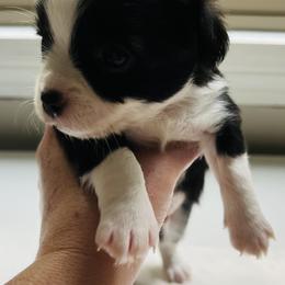 Pepper - Black and white male Chihuahua puppy in Framingham, Massachusetts from Boston Chi Chis