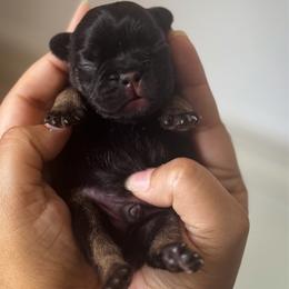 Ziggy - Tricolors male French Bulldog puppy in Porter, Texas from Whatabulldog