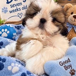 Benji - Sable and white male Shih Tzu puppy in Augusta, Maine from Zulas Shih Tzu of Maine