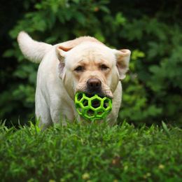Labrador Retrievers from Darlene's Labrador Retrievers