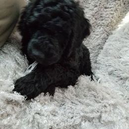 Poodle Puppies from A &A Pinedale Woods Standard Poodles