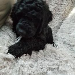 Poodle Puppies from A &A Pinedale Woods Standard Poodles