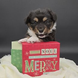 Hurricane - Black and tan male Pembroke Welsh Corgi puppy in Dickeyville, Wisconsin from J&R Shepherds & Corgis