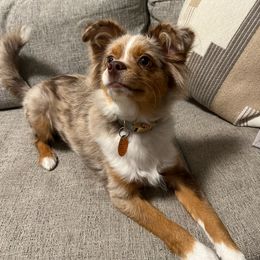 Miniature Australian Shepherd and Toy Australian Shepherd Puppies from Loyal Litters Toy Australian Shepherds