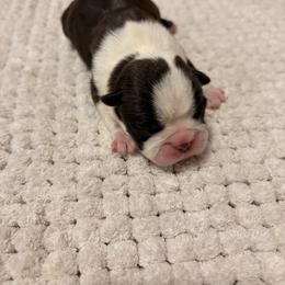 Hetty - Brindle and white female Boston Terrier puppy in Leonard, Kentucky from Bluegrass Boston Terriers