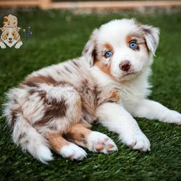 Bayou - Red merle male Australian Shepherd puppy in Buena Vista, Colorado from Wigglebutts Unlimited