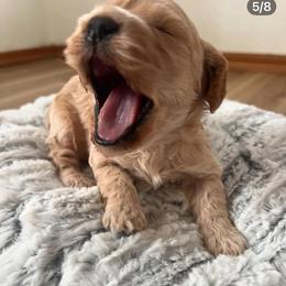 Cavapoo, Cockapoo, Goldendoodle, and Maltipoo Puppies from Perdue Puppies