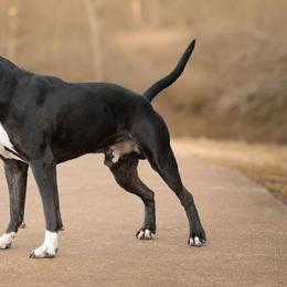 American Pit Bull Terriers and American Staffordshire Terriers from AptiBull Terriers