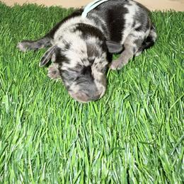 Teal Dapple girl - Dapple female Dachshund puppy in Apopka, Florida from The HotDog Stand