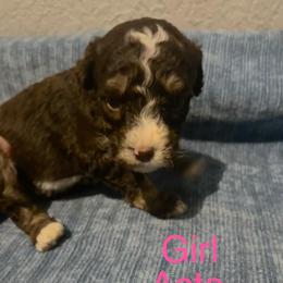 Asia - Tri-color female Bernedoodle puppy in Battle Creek, Michigan from T-Rose’s Bernedoodle & Pomsky Puppies