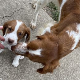 Brittany Puppies from Beaupre Gun Dogs