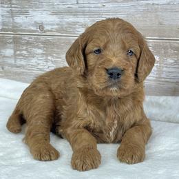 Diesel - Red  male Goldendoodle puppy in Millersburg, Ohio from Ohio Puppy Paws