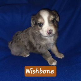 Wishbone - Blue merle male Toy Australian Shepherd puppy in Forney, Texas from Texas Talent Toy Aussie's