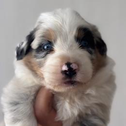 Balu AKC - Blue merle male Australian Shepherd puppy in Polk City, Florida from Skaky Shepherds