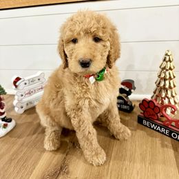 Hazelnut Purple Collar - Cafe au lait female Poodle puppy in Town Creek, Alabama from Charming Country Poodles
