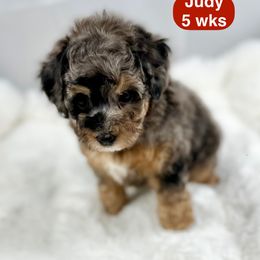 Judy - Blue merle female Bernedoodle puppy in Henderson, Nevada from P3Puppies