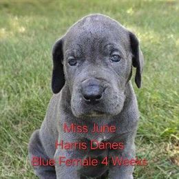 June - Blue female Great Dane puppy in Grass Lake, Michigan from Harrison Danes