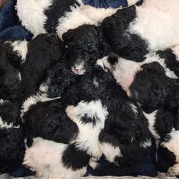 Goldendoodle and Poodle Puppies from Elizabeth Rocha's Doodles
