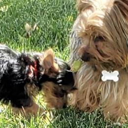 Reggie - Yorkshire Terrier