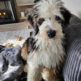 Winnie - Bernedoodle