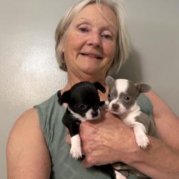 Queen - Black and white female Chihuahua puppy in Amity, Pennsylvania from Rhoda and Verna
