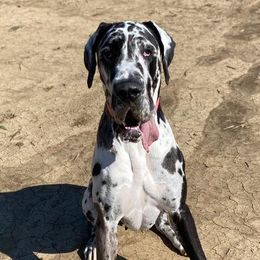 Great Danes from California Delta Danes