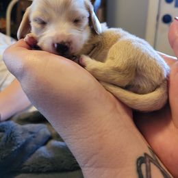 Dachshund Puppies from Star-Key's Dachshunds