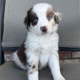Companion Crosses, Miniature Australian Shepherds, and Pembroke Welsh Corgis from JOY Farms