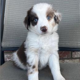 Companion Crosses, Miniature Australian Shepherds, and Pembroke Welsh Corgis from JOY Farms