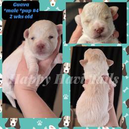 4th born- no name yet - Cream male Havanese puppy in Kansas City, Missouri from Happy Havi Tails