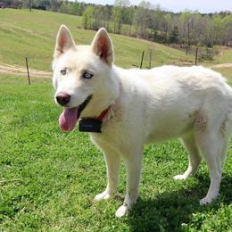 Spirit - Siberian Husky