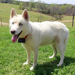 Spirit - Siberian Husky