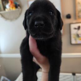 Endora - Black female Labrador Retriever puppy in Bartlett, Tennessee from Red Hearts Labradors