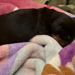 Black tan male - Black and tan male Dachshund puppy in Bismarck, Missouri from Kalua's Doxies