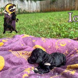 Iola - Parti female Poodle puppy in Winston Salem, North Carolina from Bewitching Kennels