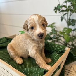 Peter Pan - Gold male Bordoodle puppy in Valley Center, California from Circle R Valley Bordoodls