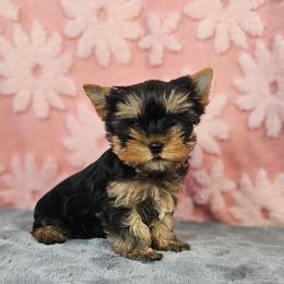 Pup 2 - Black and gold female Yorkshire Terrier puppy in Polk City, Florida from Yorkies by Casey