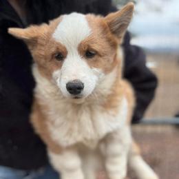 Zeke - Red male Pembroke Welsh Corgi puppy in Hartford, Arkansas from Chase Em All Corgis