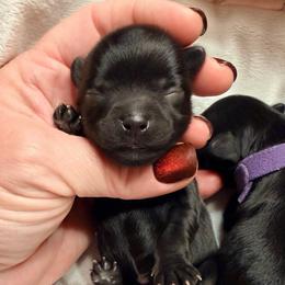 Huddle - Black male Yorkipoo puppy in Cameron, South Carolina from Sassy Sailor & Company