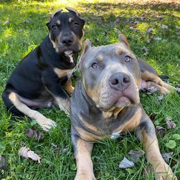 American Bullies from Herrera’s K9’s