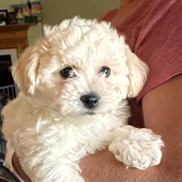 Boy 1 - White and apricot male Bichon Frise puppy in Mason, Michigan from KM Bichon Frise