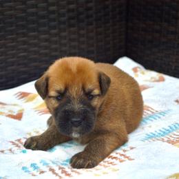 Walnut - Wheaten male Soft Coated Wheaten Terrier puppy in Kirksville, Missouri from Ironwood Ridge Kennels