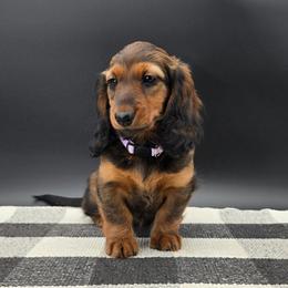 Purple Collar - Red female Dachshund puppy in Zebulon, North Carolina from Salt of the Earth Dachshunds