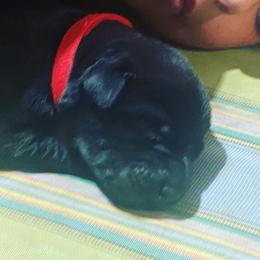 Cowboy aka Stetson-Red Collar - Black Labrador Retriever puppy in Springfield, Missouri from Kellner Labradors