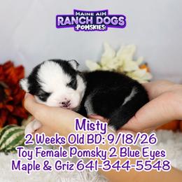 Misty - Black and white female Pomsky puppy in Humeston, Iowa from M.A.R. Dogs