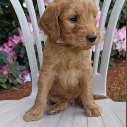 Cream Collar F1 Goldendoodle - Red  male Goldendoodle puppy in Silverton, Oregon from Rambler Goldens