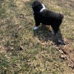 Miniature Australian Shepherd Puppies from Liberty Luck Mini Aussies