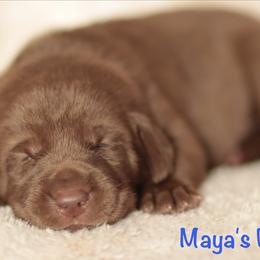Orange collar - Chocolate male Labrador Retriever puppy in Wallace, North Carolina from Maya's World Labradors with Love