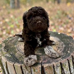 Debbie - Brown roan female Lagotto Romagnolo puppy in Seymour, Missouri from Terra Incognita